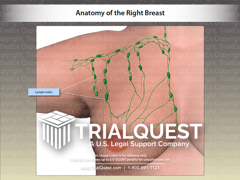 Anatomy of the Right Breast - TrialExhibits Inc.