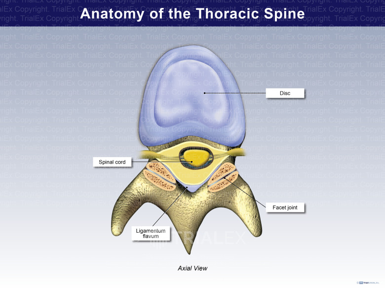 Anatomy of the Thoracic Spine - TrialExhibits Inc.