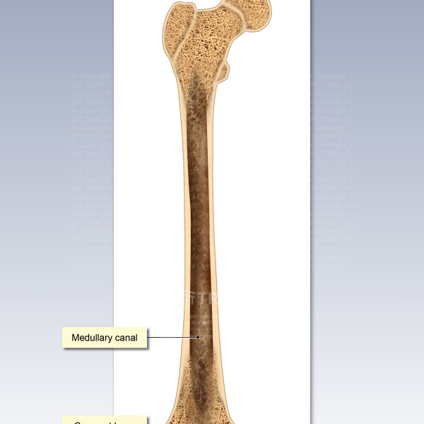 Internal Anatomy of the Femur - TrialExhibits Inc.