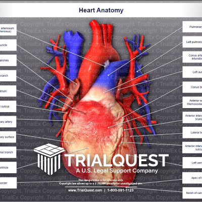 Heart Anatomy TrialExhibits Inc.