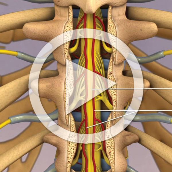 Anatomy and Blood Supply of the Thoracic Spine - TrialExhibits Inc.